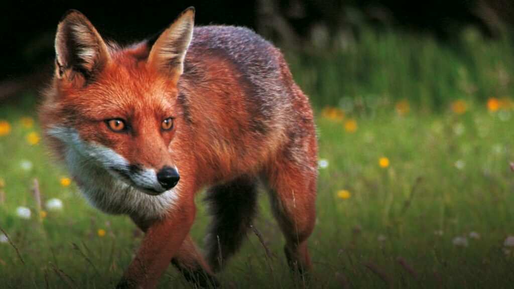 Stop Foxes Pooping In Garden UK