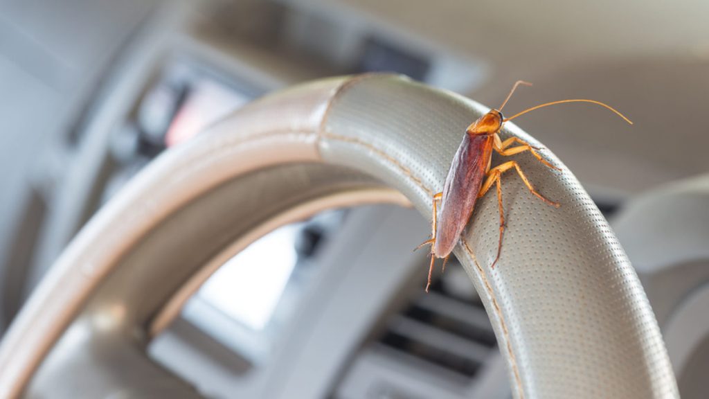 roach getting into car